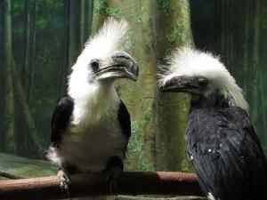 Male called “pushy” in this white-crested hornbill couple. 	Franklin Park Zoo photo